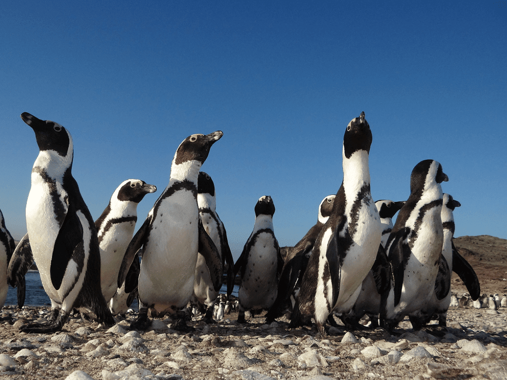 AFRICANPENGUINS-HALIFAXISLAND.2-large-1002x751